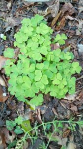 Christelle Portas Chamane, Maître Reiki et Magnétiseuse Soins Chamaniques : Un approche holistique avec 3 soins complémentaires pour vous aider à retrouver harmonie, vitalité et équilibre intérieur avec des soins énergétiques complets Eveil de l'esprit & Libération ✨ Reiki : Énergie de Vie & Sérénité ✨ Magnétisme : Soulagement & Apaisement