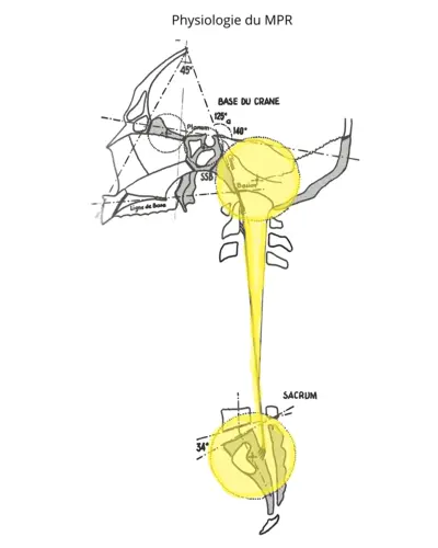 Schéma du MRP Mouvement Respiratoire Primaire entre le crâne et le sacrum. Le MRP est censé réguler des fonctions corporelles essentielles comme la respiration et la circulation, et il est central dans les pratiques de thérapie cranio-sacrée (car initialement il était ressenti entre le crane et le sacrum)