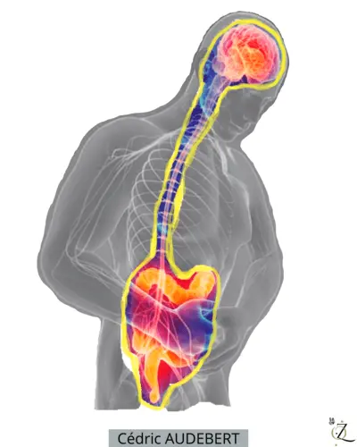 Soins viscéraux pour un soulagement et un équilibre
Les soins viscéraux sont une approche thérapeutique manuelle ciblant les organes internes de l'abdomen et du thorax. Cette technique vise à :
Libérer les tensions tissulaires dans la zone abdominale et thoracique
Améliorer la mobilité et le fonctionnement des organes internes
Stimuler la circulation sanguine et lymphatique autour des viscères
Favoriser une meilleure digestion et soulager divers troubles digestifs