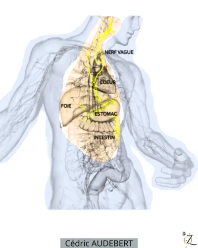 Le nerf vague : un régulateur pour une harmonisation vitale